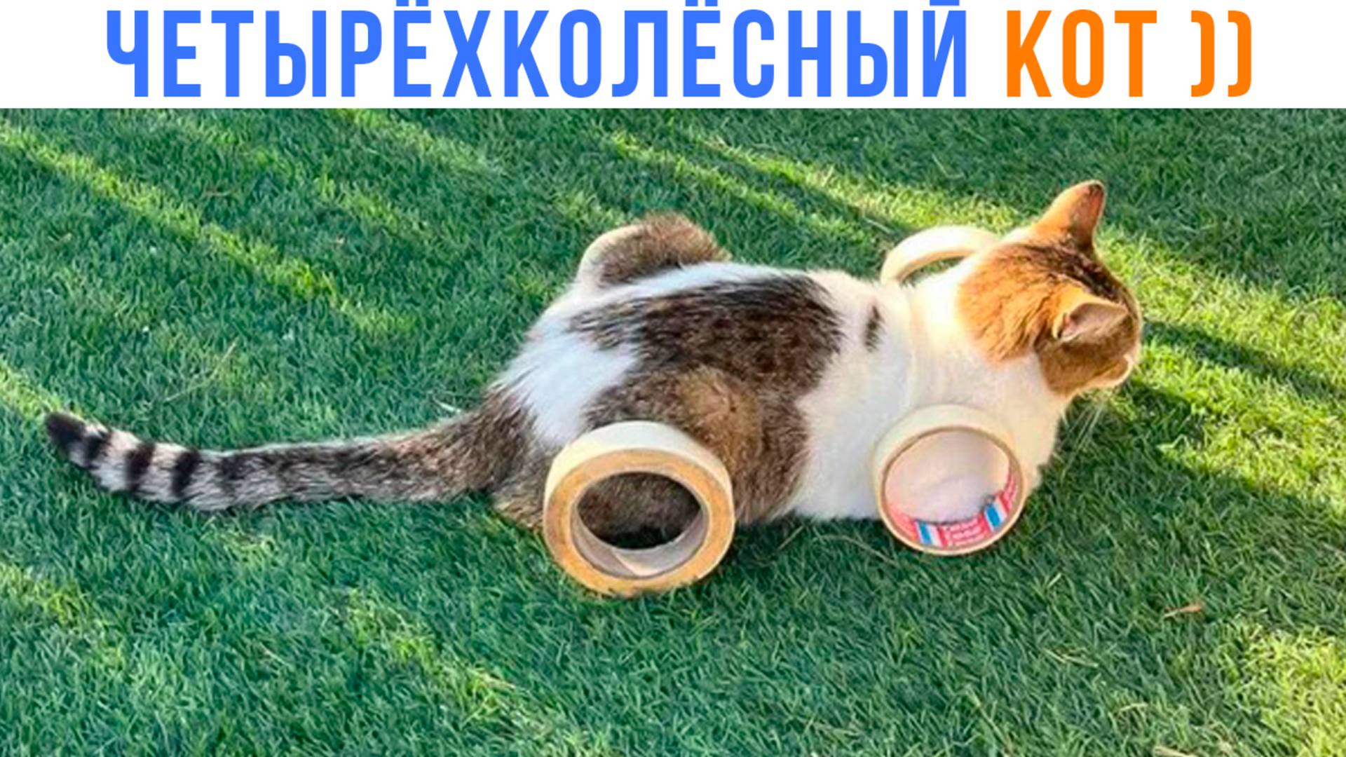 ЧЕТЫРЁХКОЛЁСНЫЙ КОТ ))) Приколы с котами | Мемозг 1631