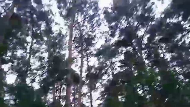 Мы пошли за конскими какашками 😁