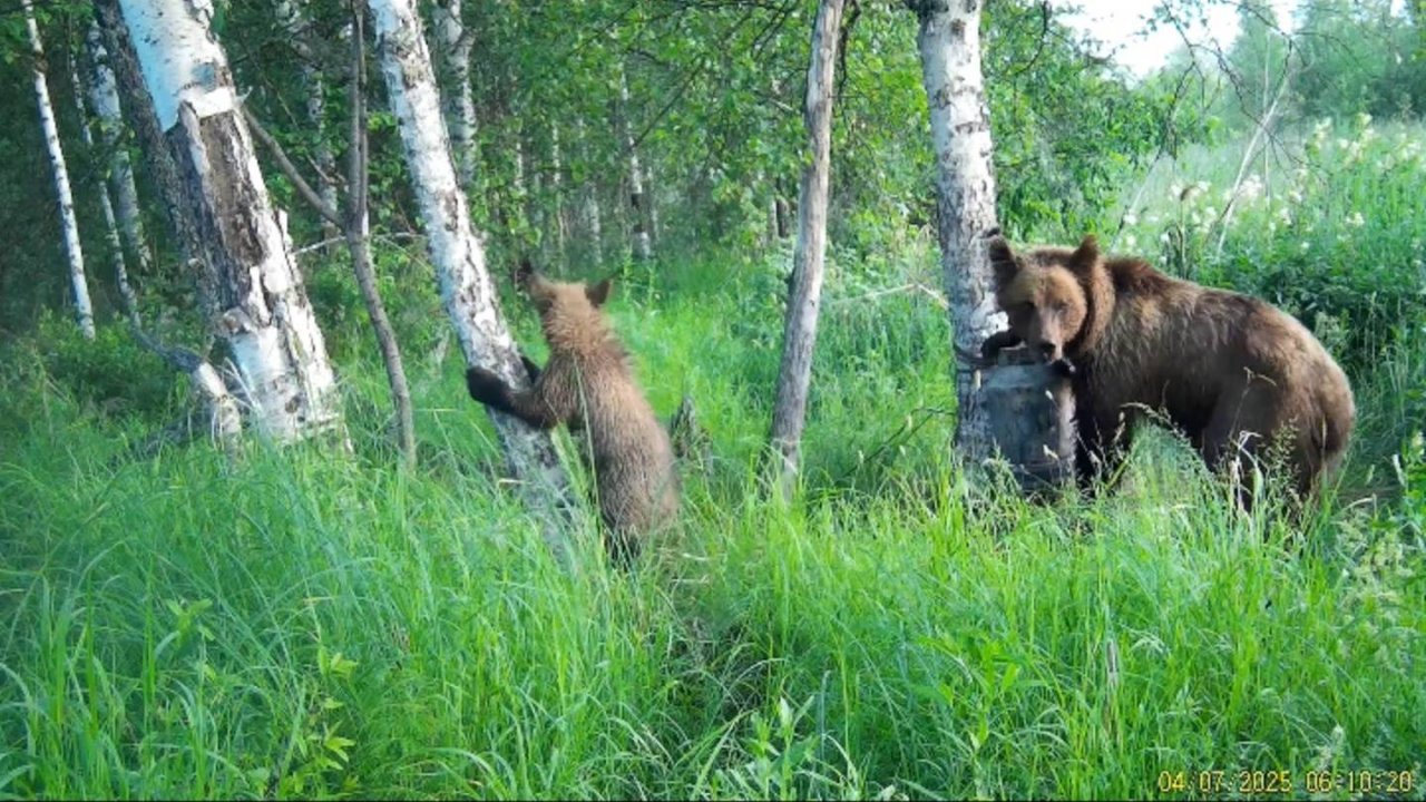 Внук учится ездить на вездеходе. Нашествие медведей.