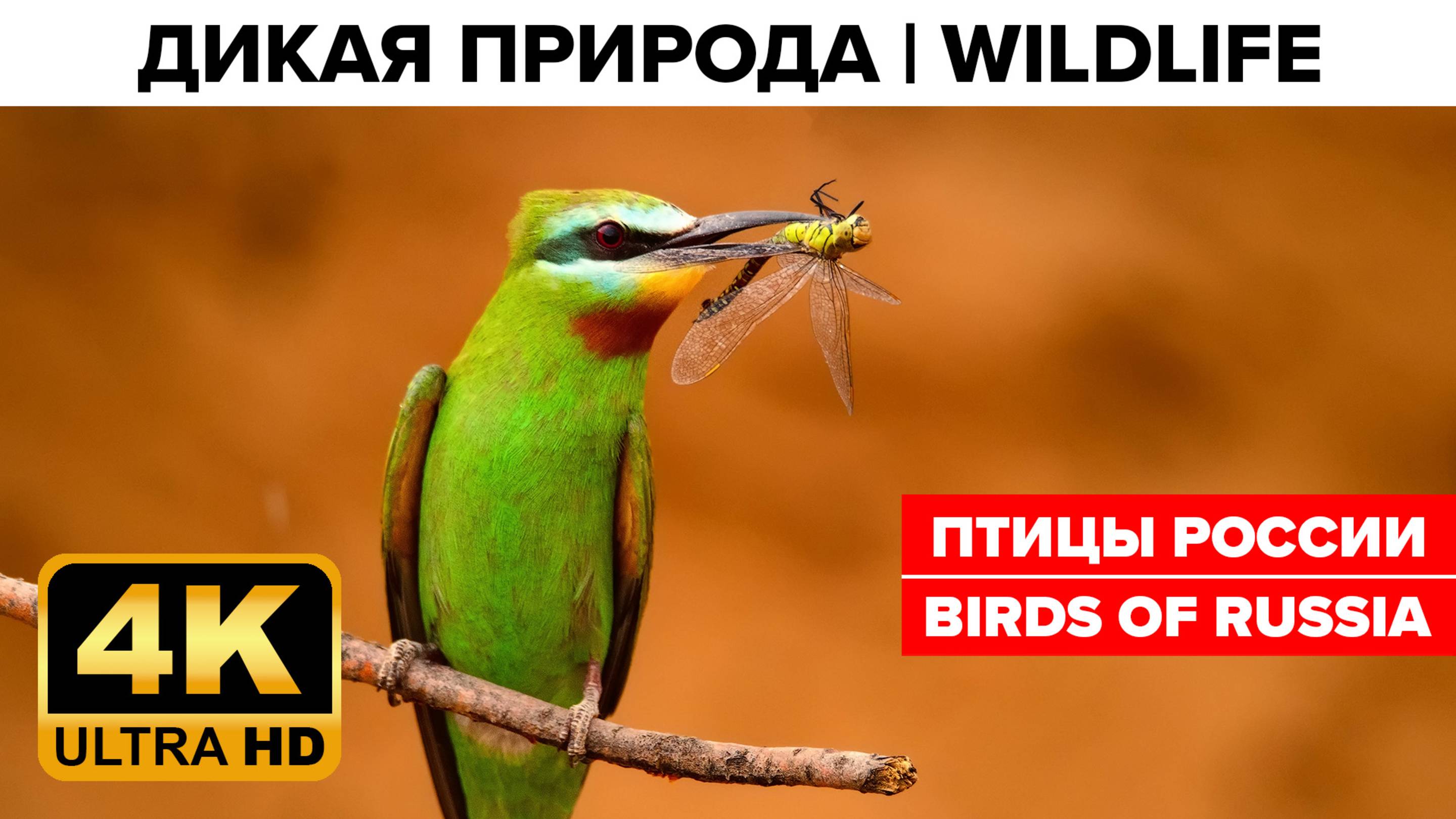 Птицы России