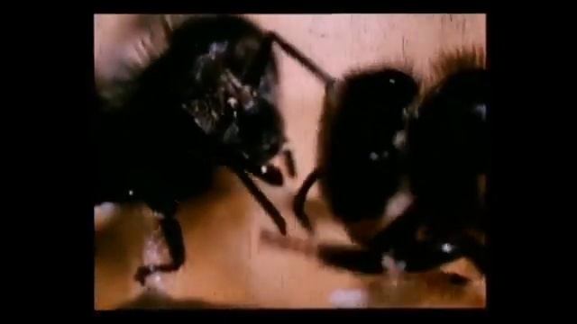 Чтобы пчел стало больше Фильм ссср Пчеловодство для начинающих [get-save.com]