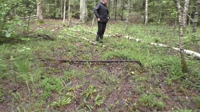 Проверил грибное место в лесу!