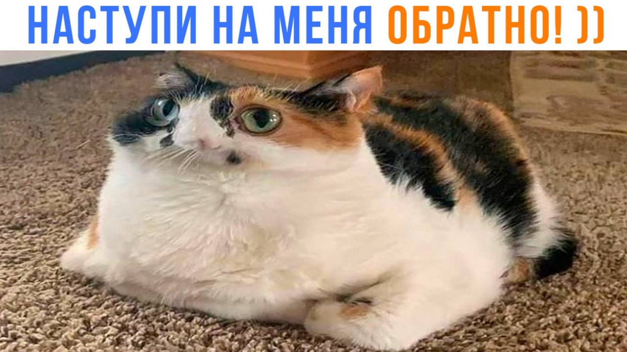 А ТЕПЕРЬ НАСТУПИ НА МЕНЯ ОБРАТНО! ))) Приколы с котами | Мемозг 1634