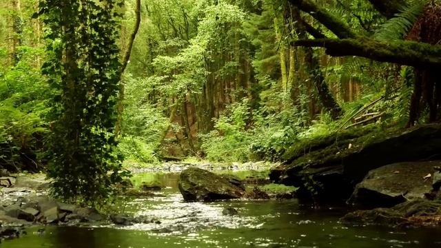 🌳 РАССЛАБЛЯЮЩИЕ ЗВУКИ ПРИРОДЫ