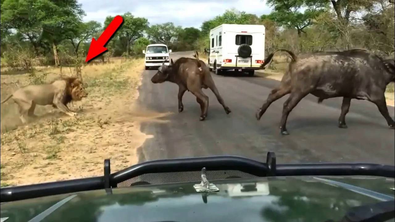 Удивительные случаи со ЛЬВАМИ, снятые на камеру