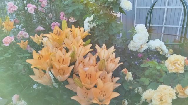 Мои любимые 🐈⬛🌹🐈 в середине лета💞