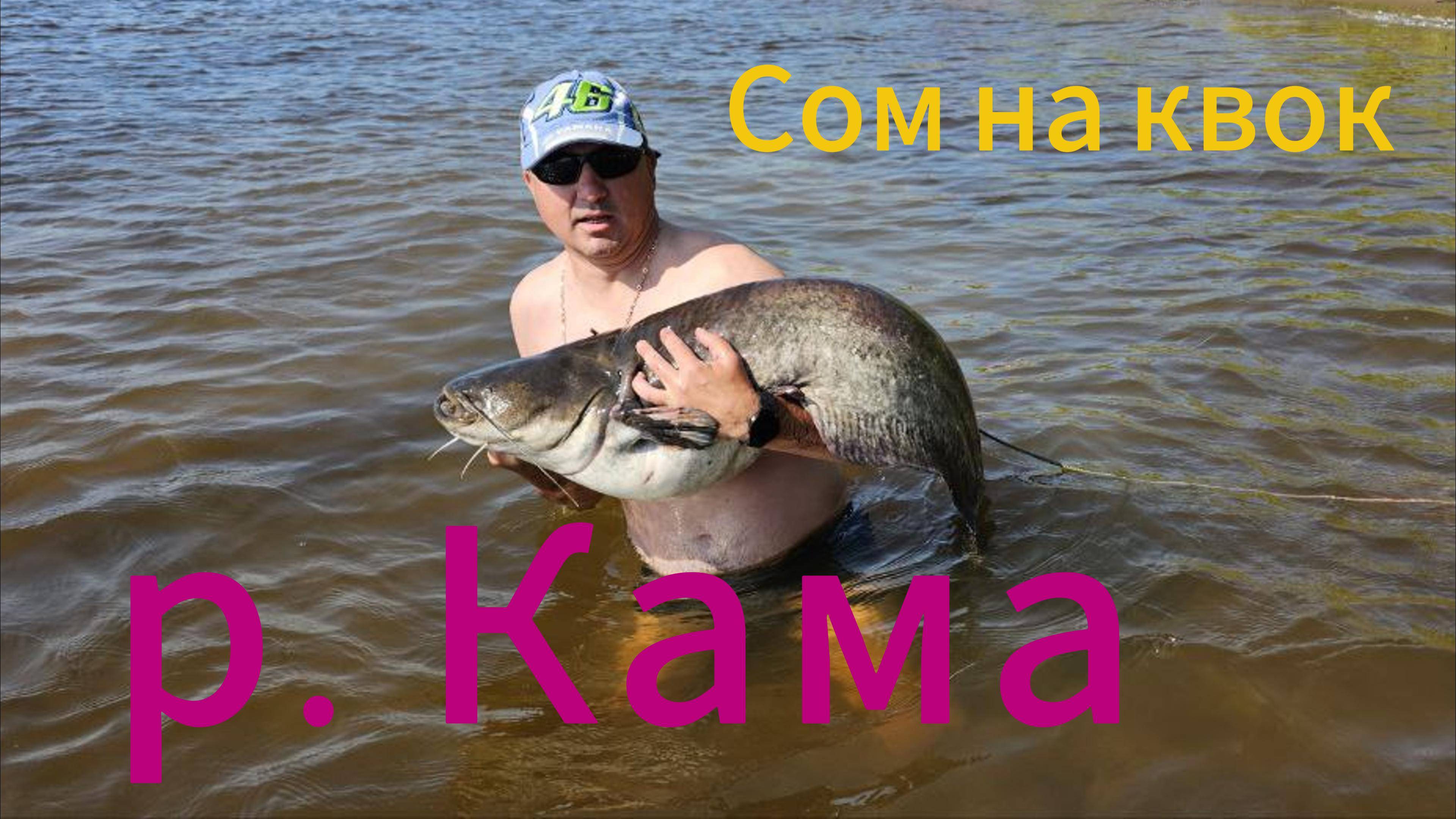 Сом на квок, р. Кама.