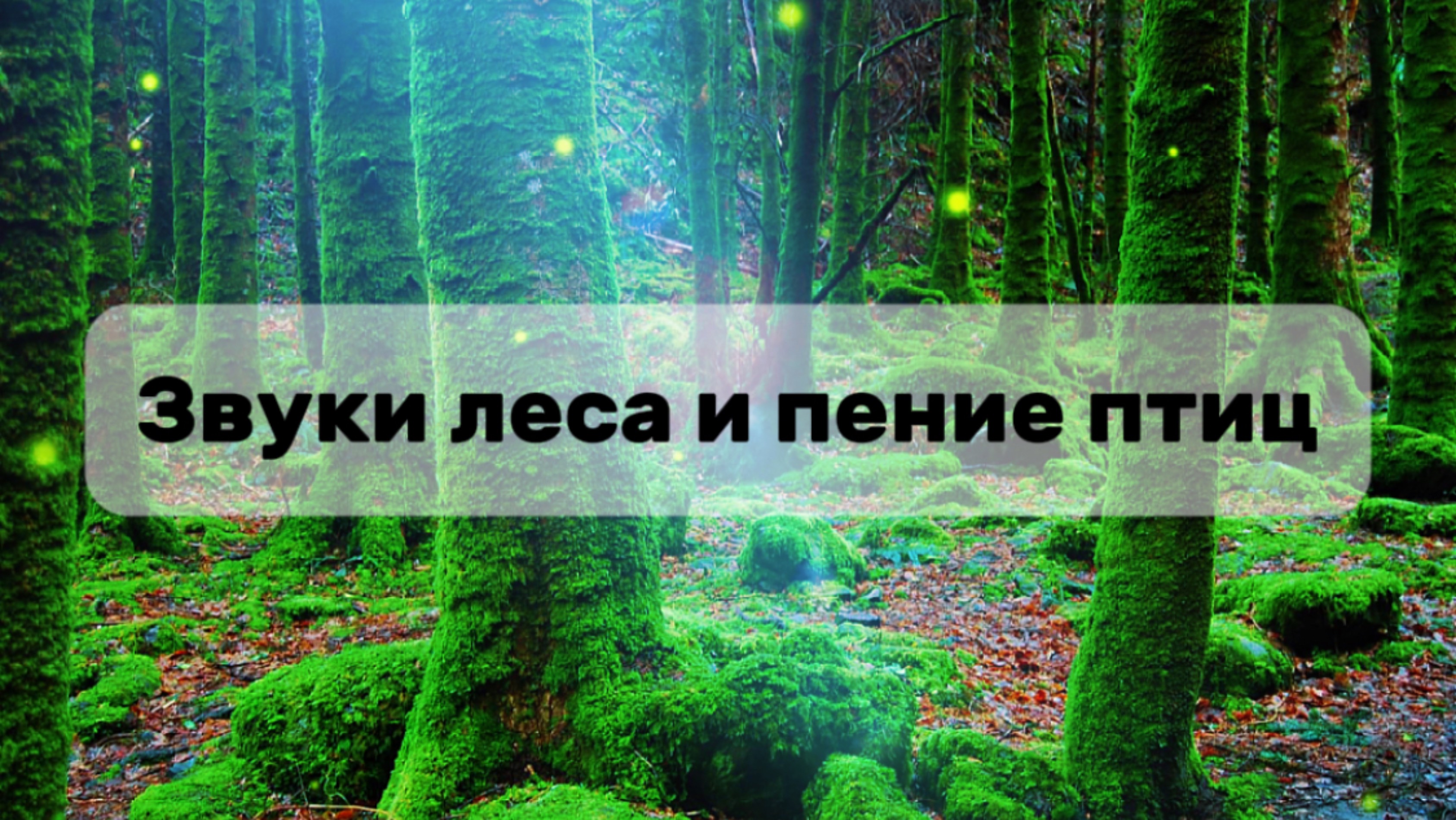 Звуки леса и пение птиц.