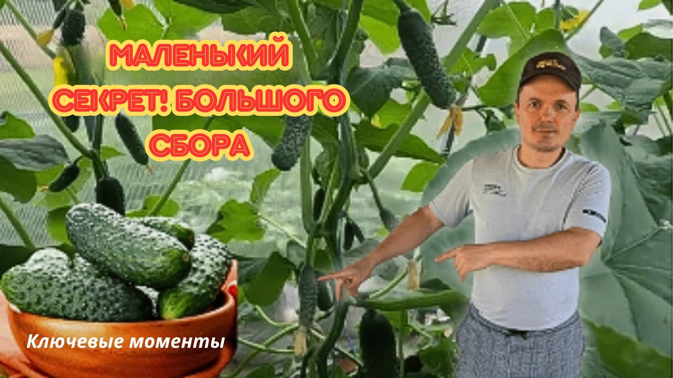 Новая волна плодоношения огурцов — как поддержать растения.