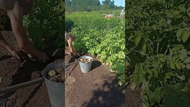 Копаем картошку .
