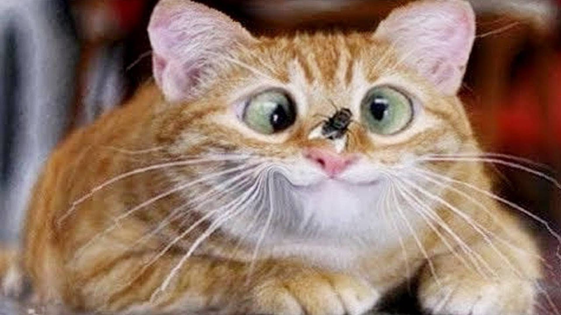 ПРИКОЛЫ С ЖИВОТНЫМИ ДО СЛЕЗ #106 Смешные КОТЫ И СОБАКИ Приколы