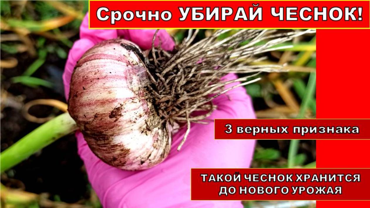 Срочно! Пора убирать чеснок с огорода. 3 верных признака созревания чеснока для уборки. Такой Чеснок