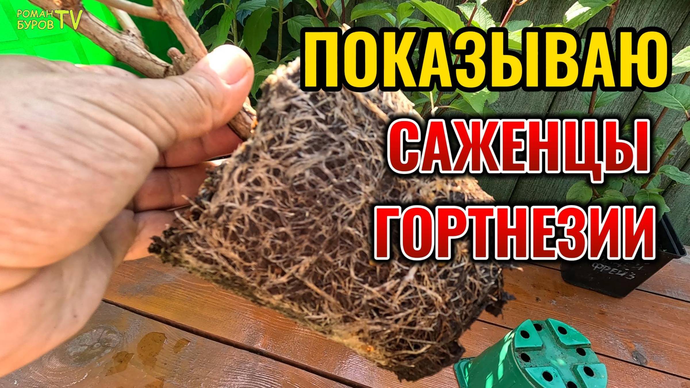 🌸 ОГО! ТЫ НЕ УЗНАЕШЬ СВОЙ САД ЕСЛИ ПОСАДИШЬ ТАКИЕ САЖЕНЦЫ МЕТЕЛЬЧАТОЙ ГОРТЕНЗИИ!
