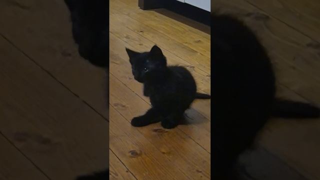 котята