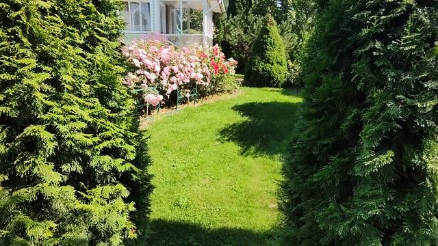 Ещё один уголок сада. Часть 4. Ленинградская область.