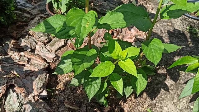 💁🌼 Вот что стало с моими черенками гортензий 😊🌼🌼🌼
