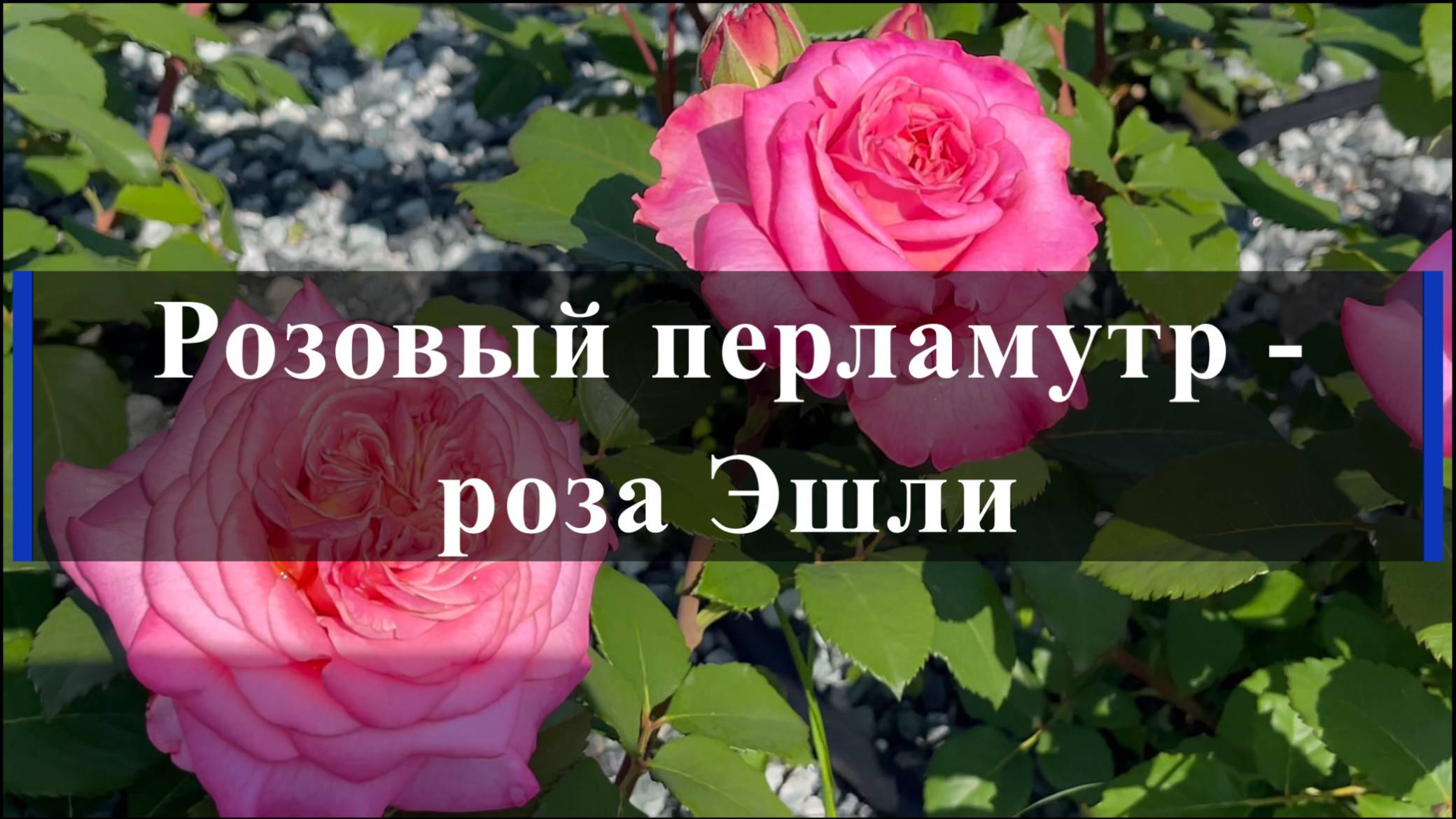 Розовый перламутр - роза Эшли
