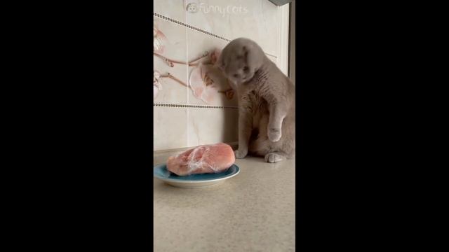 Смешные Коты #33