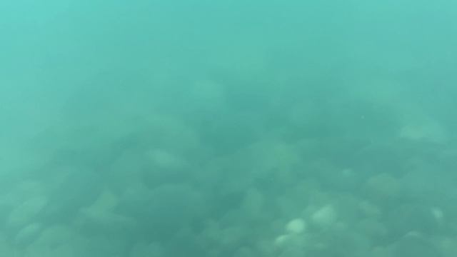 Адлер. Подводный мир в районе пляжа Бархатные Сезоны. Дайвинг.