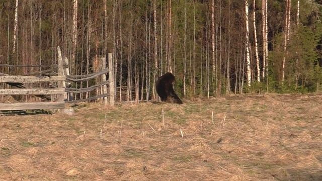 Медведь сделал сальто после попадания пули.