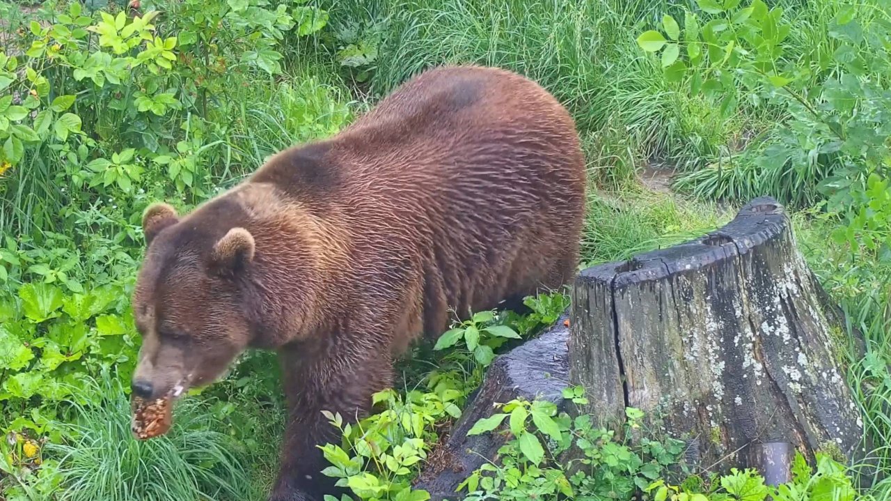 Перекус медведя Мансура 🐻🍯🥜