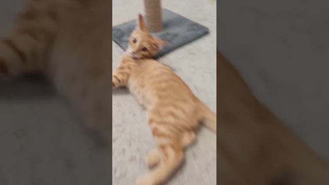 мой котик