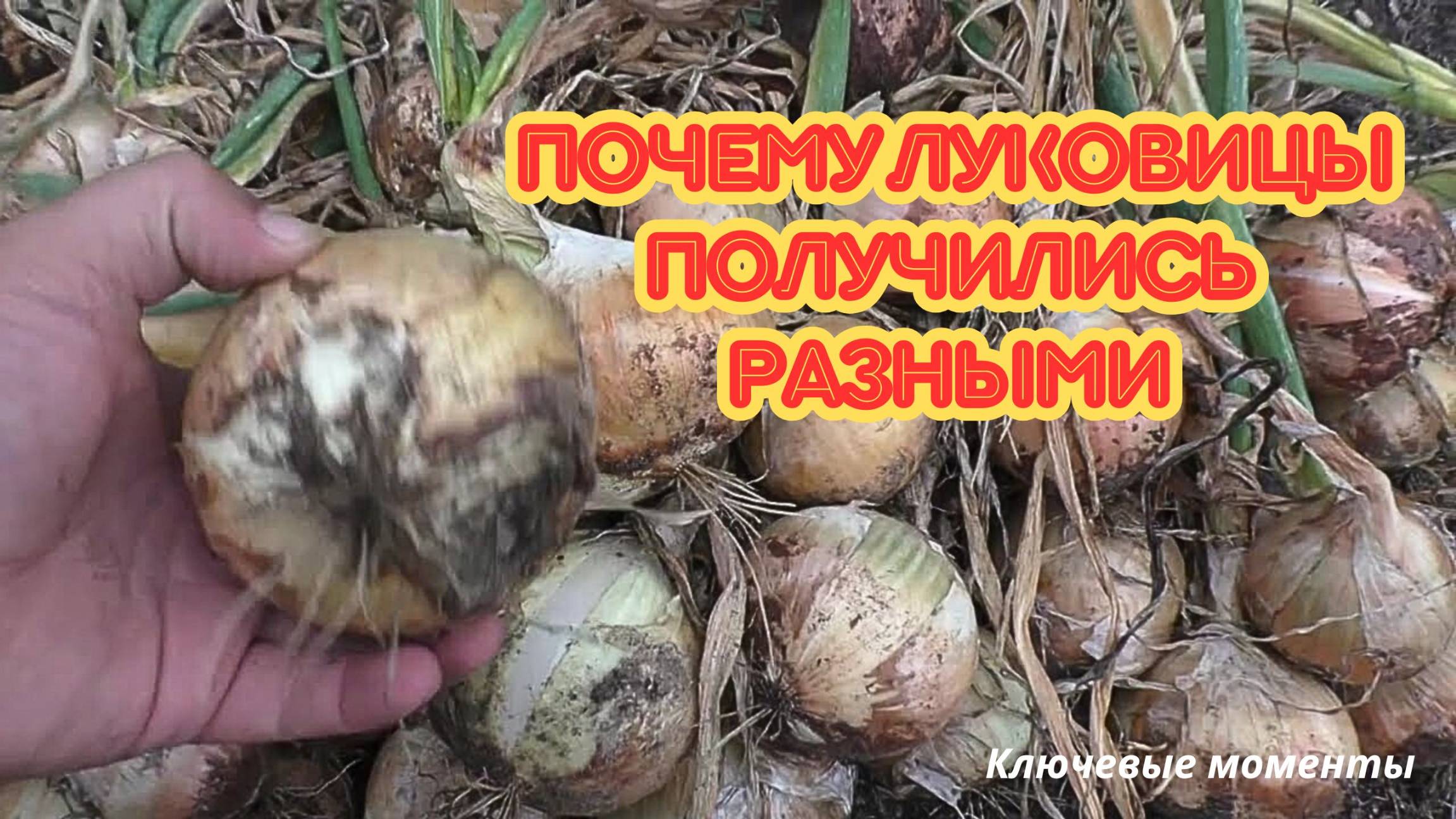 Всё сделал правильно — а лук вырос неровно! Что не так с грядкой?