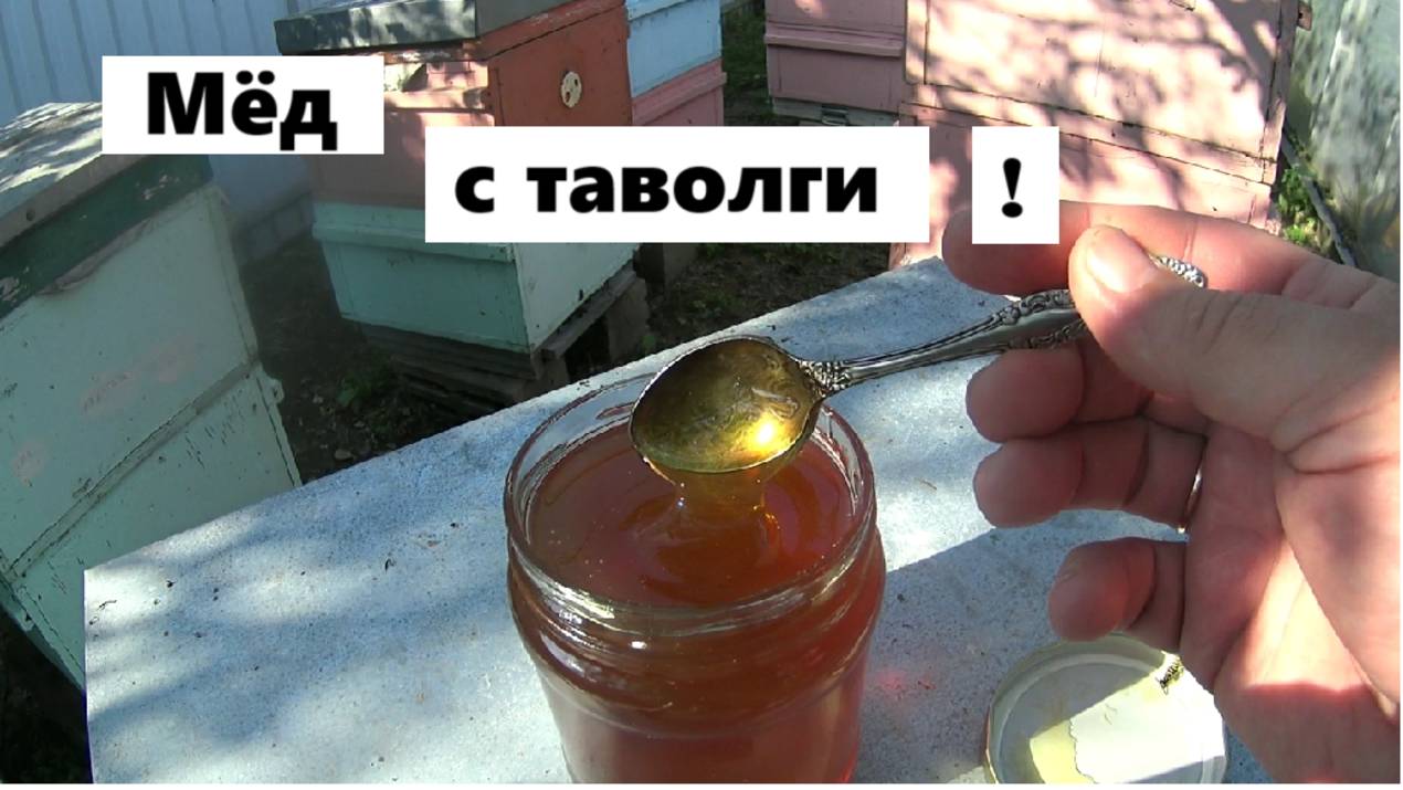 Мёд с таволги.