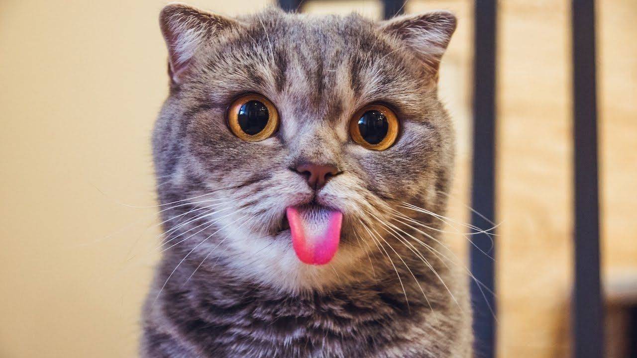 ПРИКОЛЫ С ЖИВОТНЫМИ ДО СЛЕЗ #113 Смешные КОТЫ И СОБАКИ Приколы