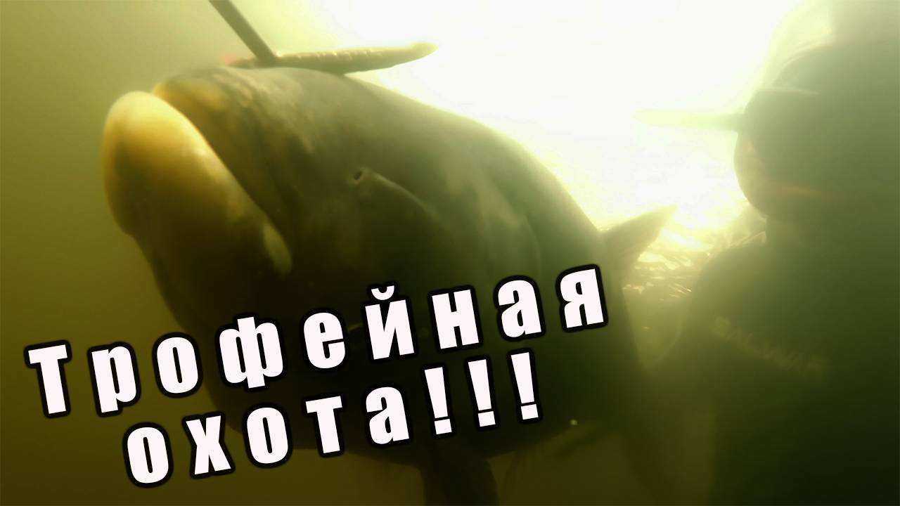 ПОИСК ТРОФЕЙНОЙ РЫБЫ!!! ПОДВОДНАЯ ОХОТА НА ТОЛСТОЛОБИКА, СОМА, БЕЛОГО АМУРА!!!