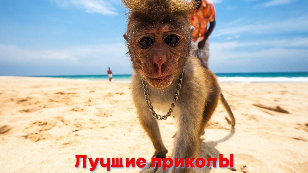 Лучшие приколы | Смех до слез | Подборка приколов 👍🔥