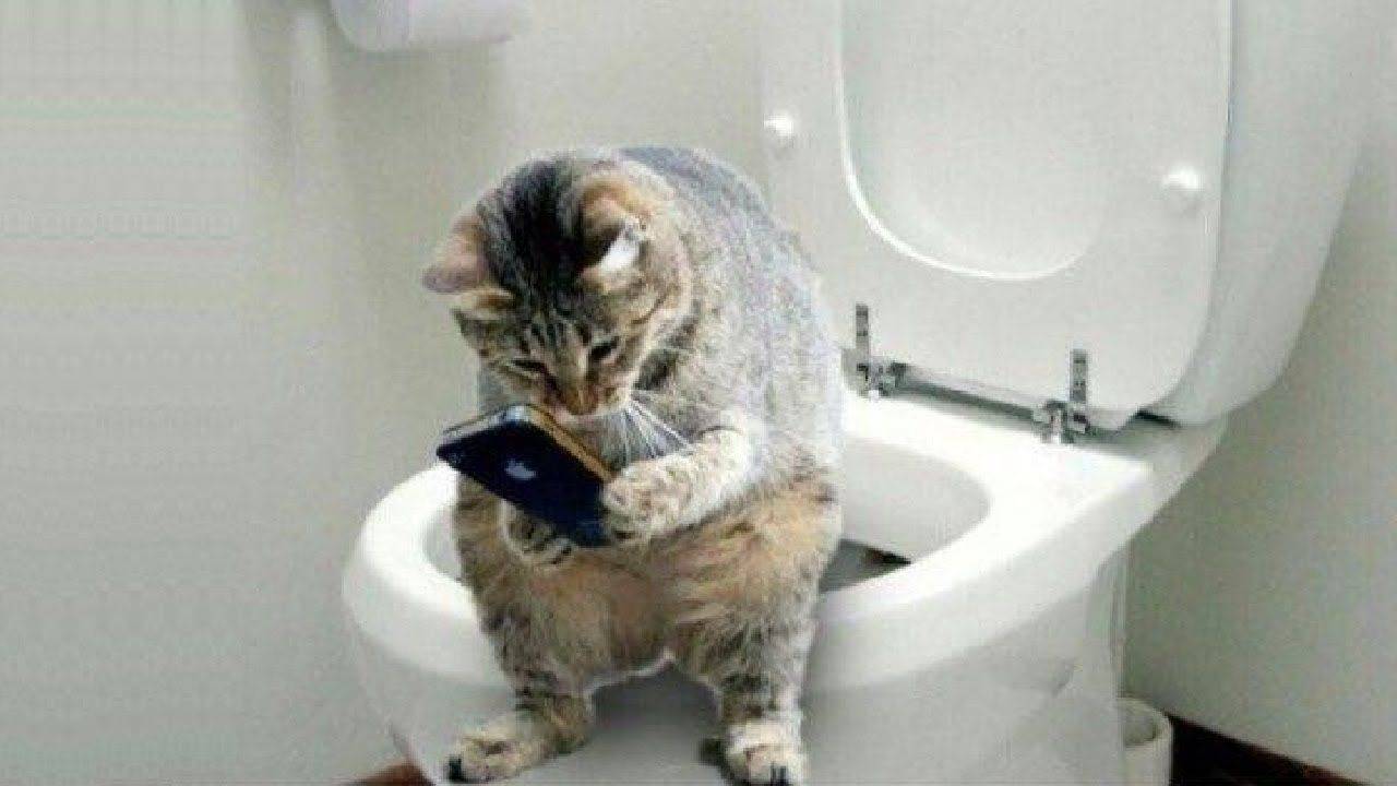 ПРИКОЛЫ С ЖИВОТНЫМИ ДО СЛЕЗ #114 Смешные КОТЫ И СОБАКИ Приколы
