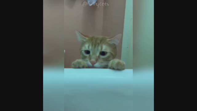 Смешные Коты #41