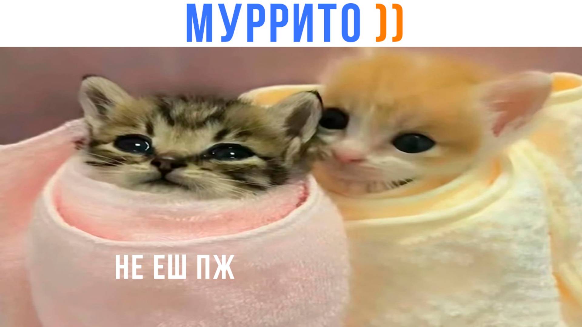 МУРРИТО ))) Приколы с котами | Мемозг 1643
