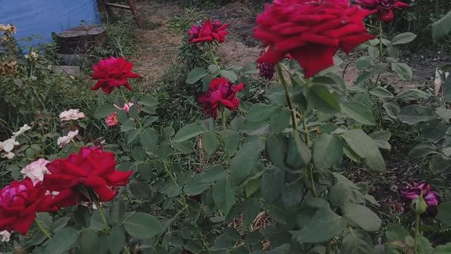 Каждый розовод ищет свою розу❣️❣️❣️