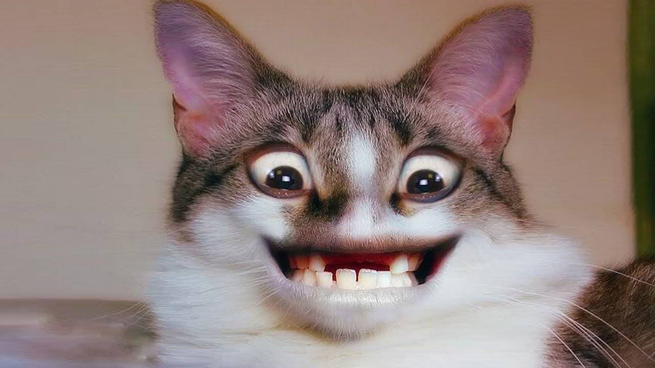 ПРИКОЛЫ С ЖИВОТНЫМИ ДО СЛЕЗ #117 Смешные КОТЫ И СОБАКИ Приколы