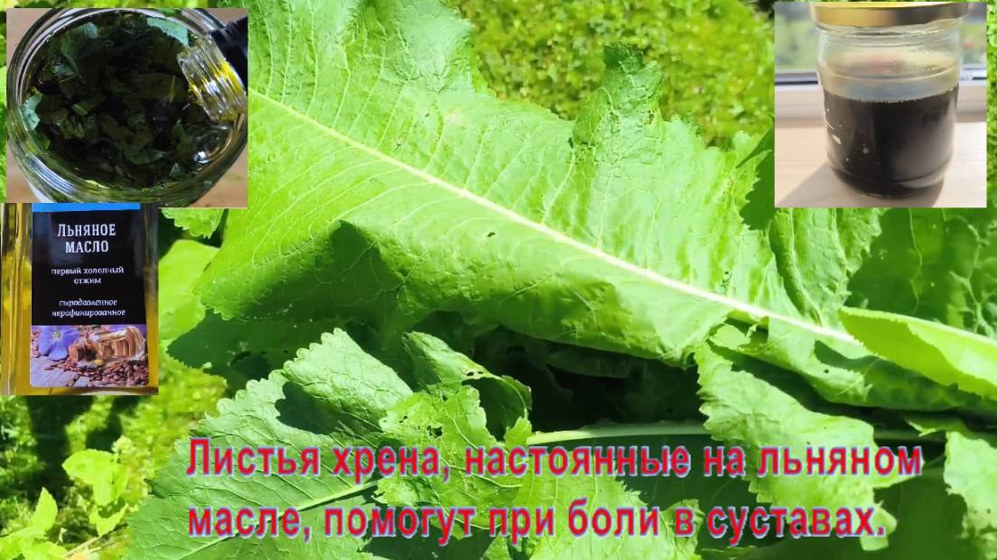 Листья хрена, настоянные на льняном масле, помогут при боли в суставах. Народные методы.