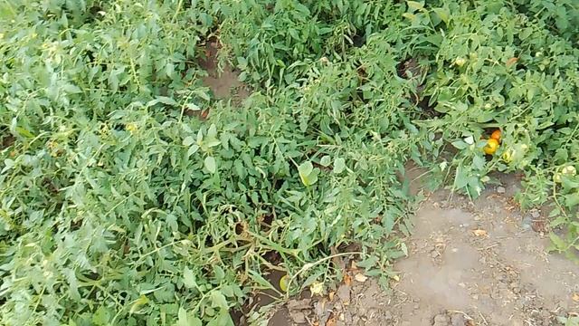 VID_20250803_143154.mp4 наш маленький огород помидоры, огурцы, дыни, перец