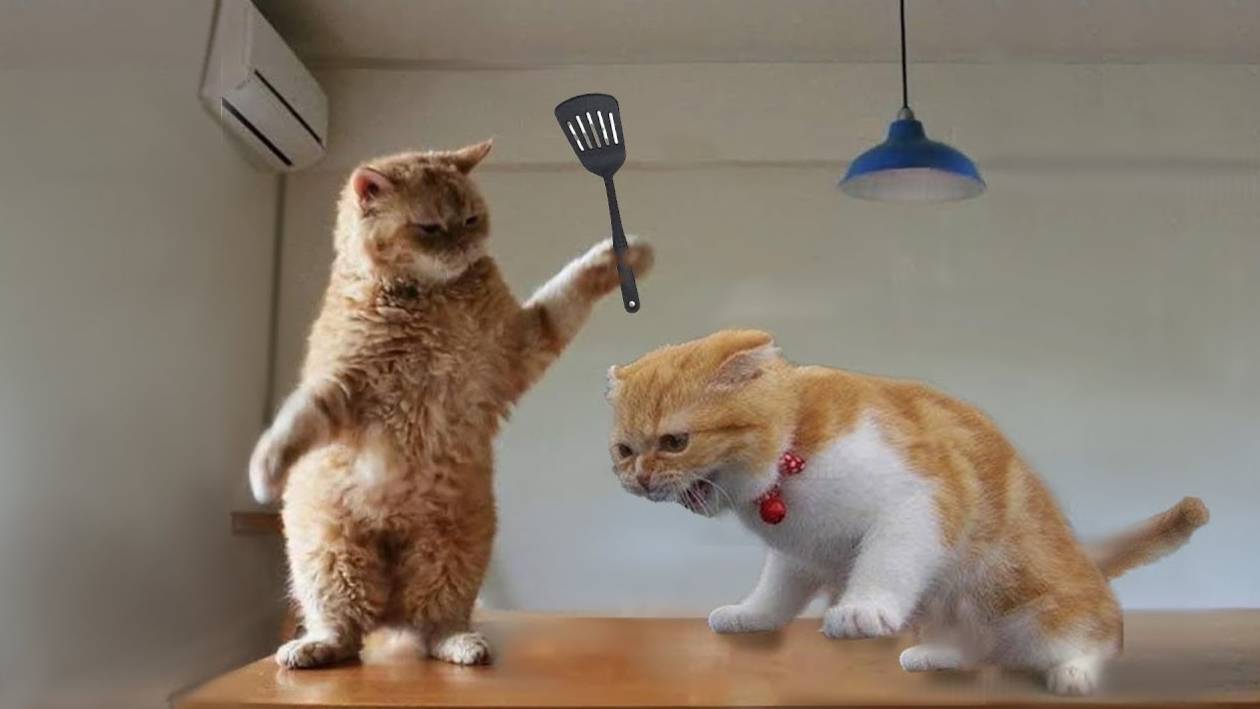 ПРИКОЛЫ С ЖИВОТНЫМИ ДО СЛЕЗ #118 Смешные КОТЫ И СОБАКИ Приколы