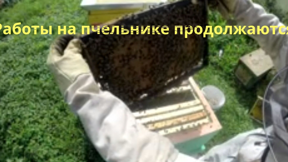 3 Августа 25 года, работы на пчельнике продолжаются.