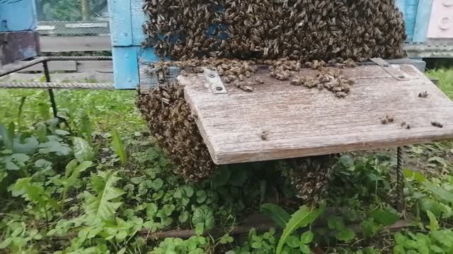 Взяток закончился-работа пчёл на обсушке рамок и вытопка воска парогенератором