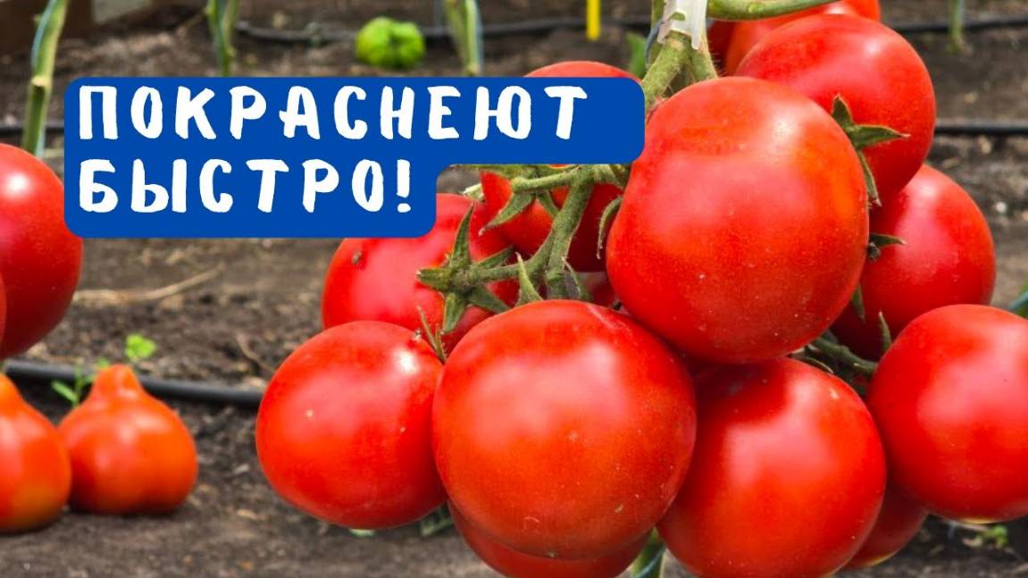 Все помидоры вмиг покраснеют на кусту! Проверенный способ!