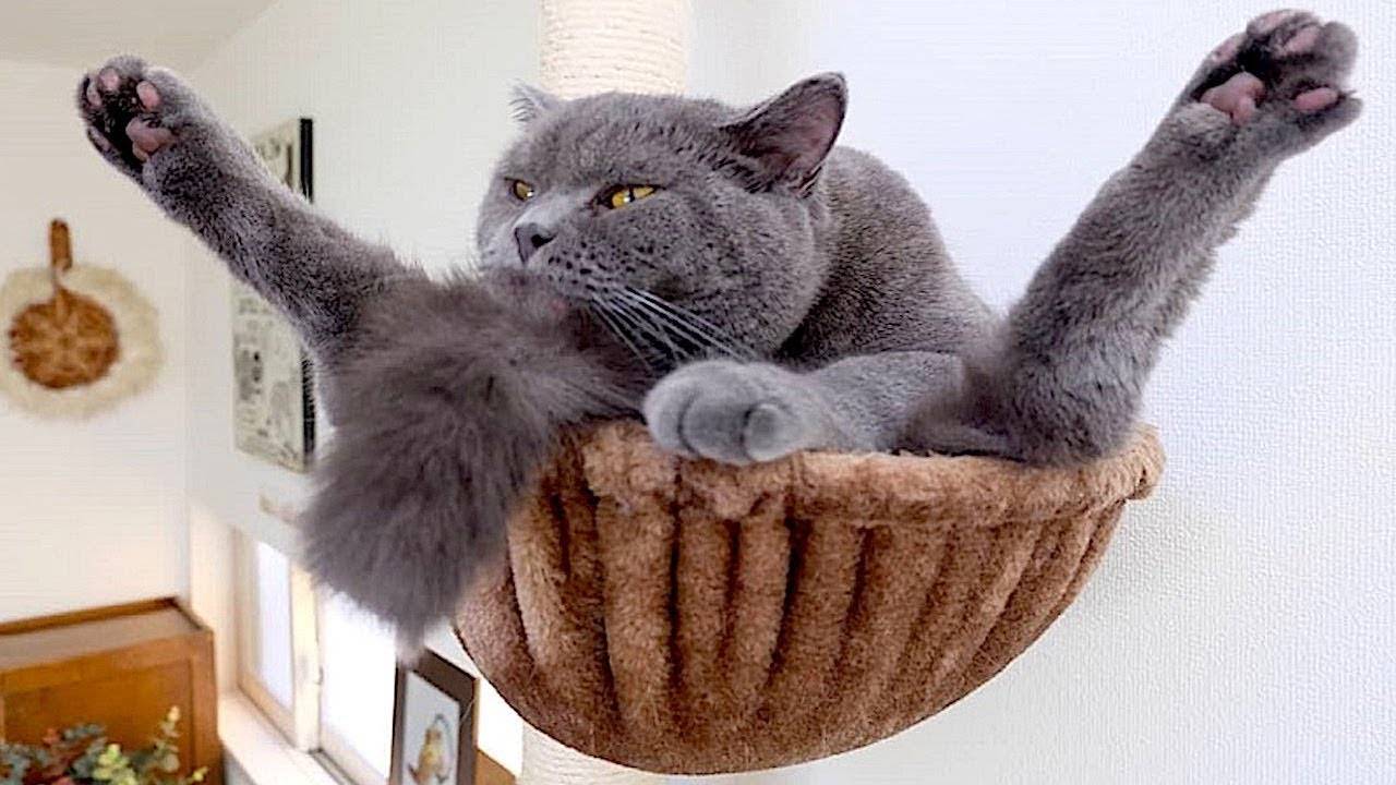 ПРИКОЛЫ С ЖИВОТНЫМИ ДО СЛЕЗ #122 Смешные КОТЫ И СОБАКИ Приколы