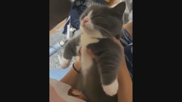 Смешные Коты #44