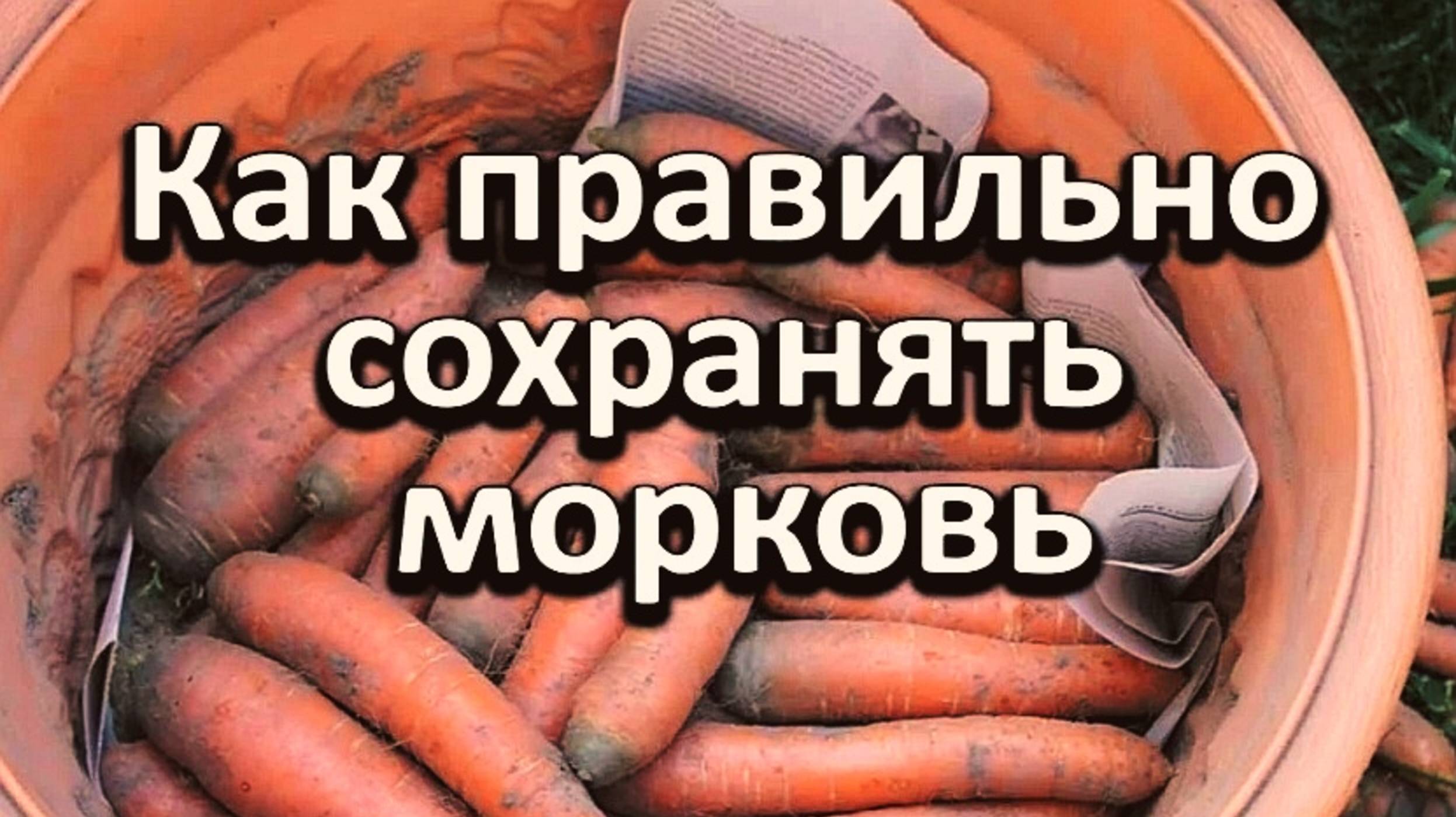 КАК СОХРАНИТЬ МОРКОВЬ НА ЗИМУ🥕