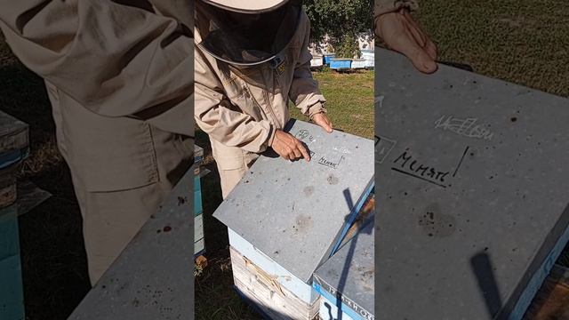 Борьба с пчёлами-воровками на пасеке