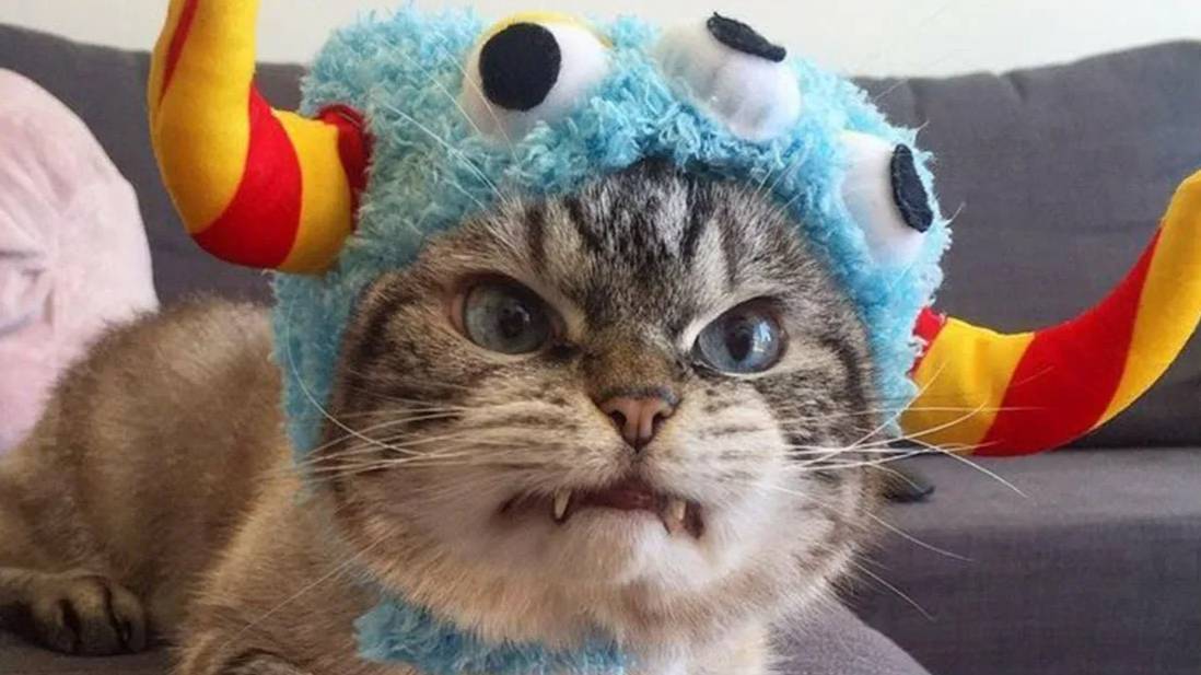 ПРИКОЛЫ С ЖИВОТНЫМИ ДО СЛЕЗ #125 Смешные КОТЫ И СОБАКИ Приколы