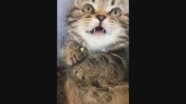 Смешные Коты #45