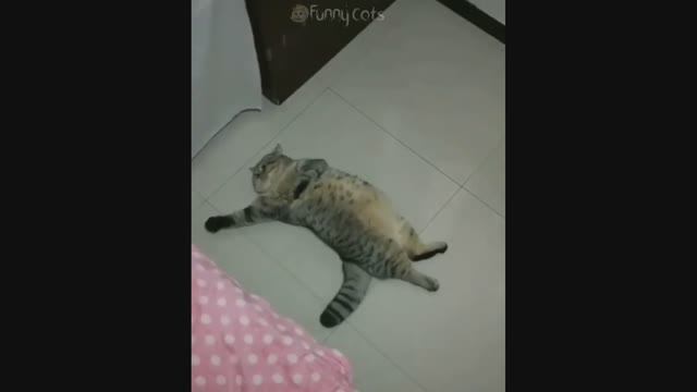 Смешные Коты #46