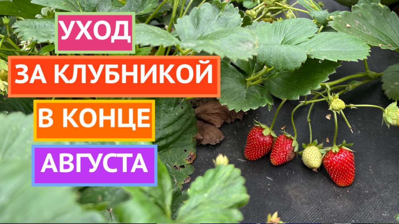 КЛУБНИКА ПОСЛЕ ПЛОДОНОШЕНИЯ! 🍓